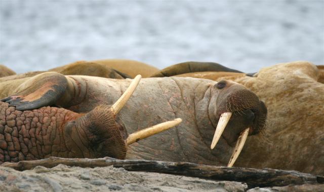 Walrus relaxing