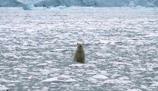 Polar bear on glacial ice