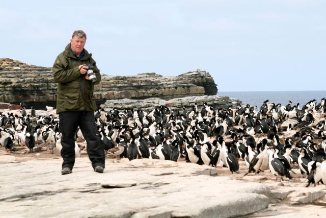 King cormorants, Falkland Islands