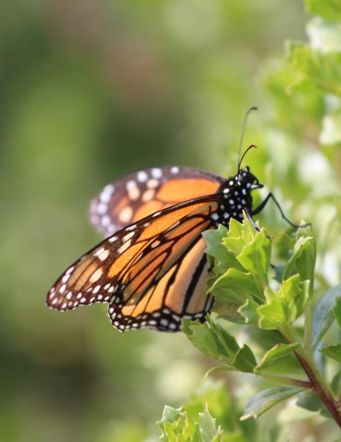 Monarch butterfly, El Rosario sanctuary, Mexico