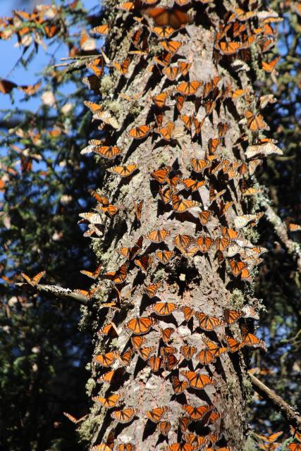 Monarch butterflies, El Rosario sanctuary, Mexico