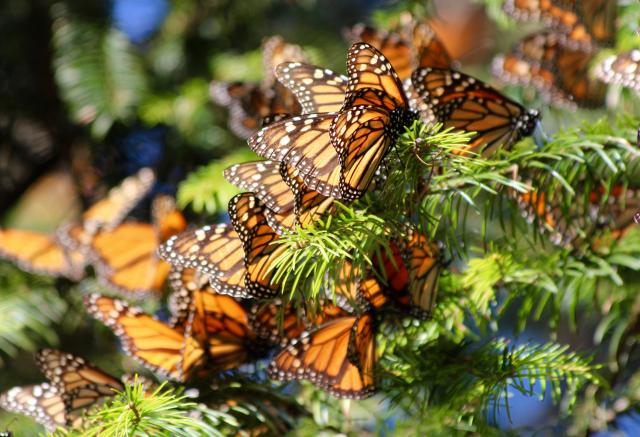 Monarch butterflies, Sierra Chincua Reserve, Mexico