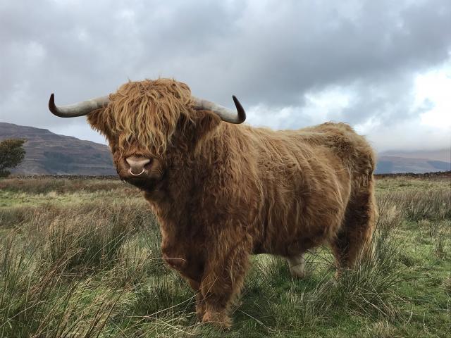 Highland bull, Scotland