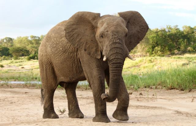 African elephant, Kruger National Park