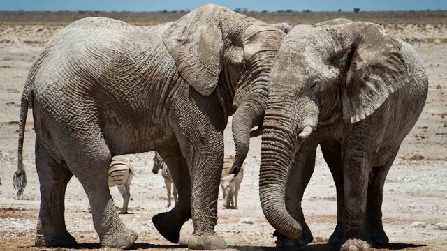 Elephants in Namibia