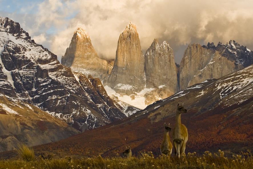 Guanaco, Torres del Paine