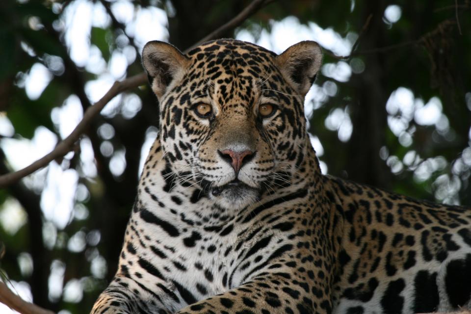 Jaguars on riverbank, Cuiaba River