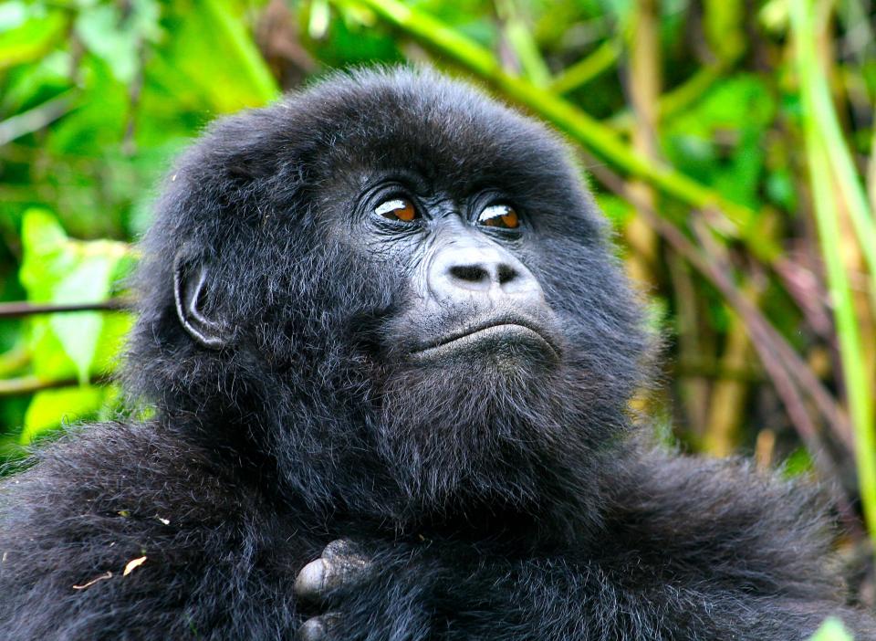 Mountain gorilla youngster