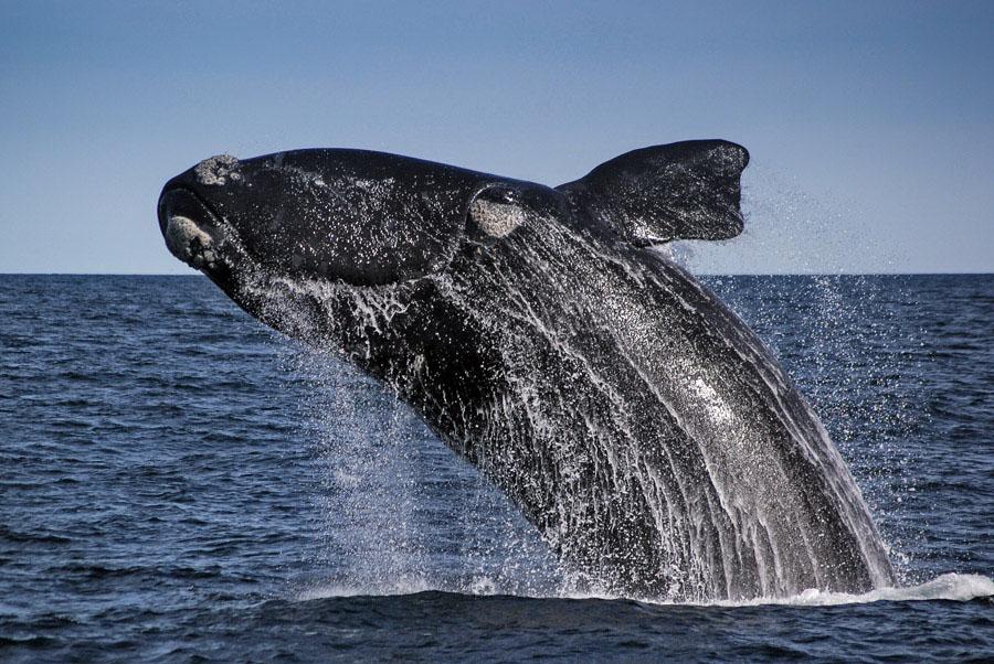 Southern Right Whale, Peninsula Valdes