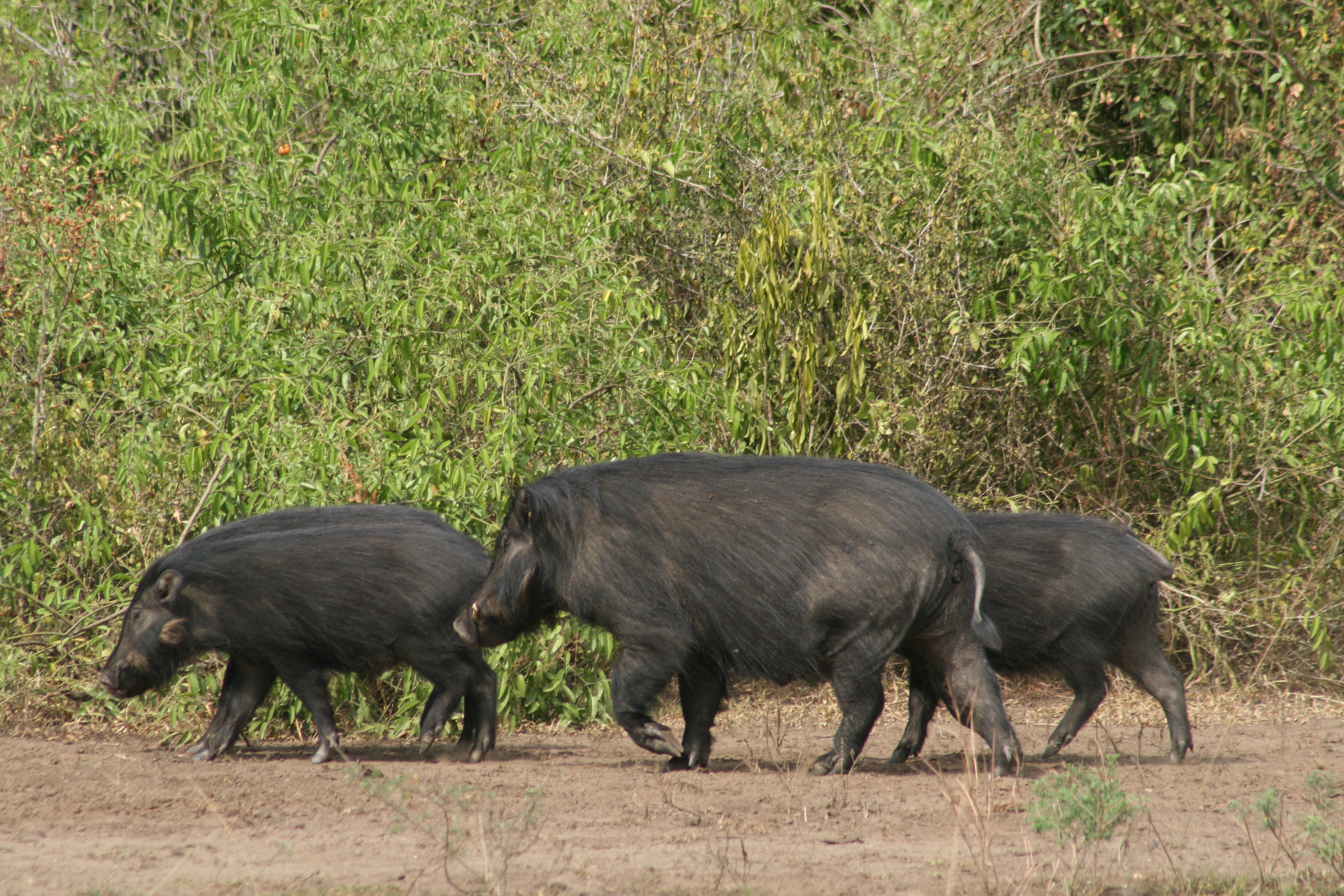 Свиньи в африке