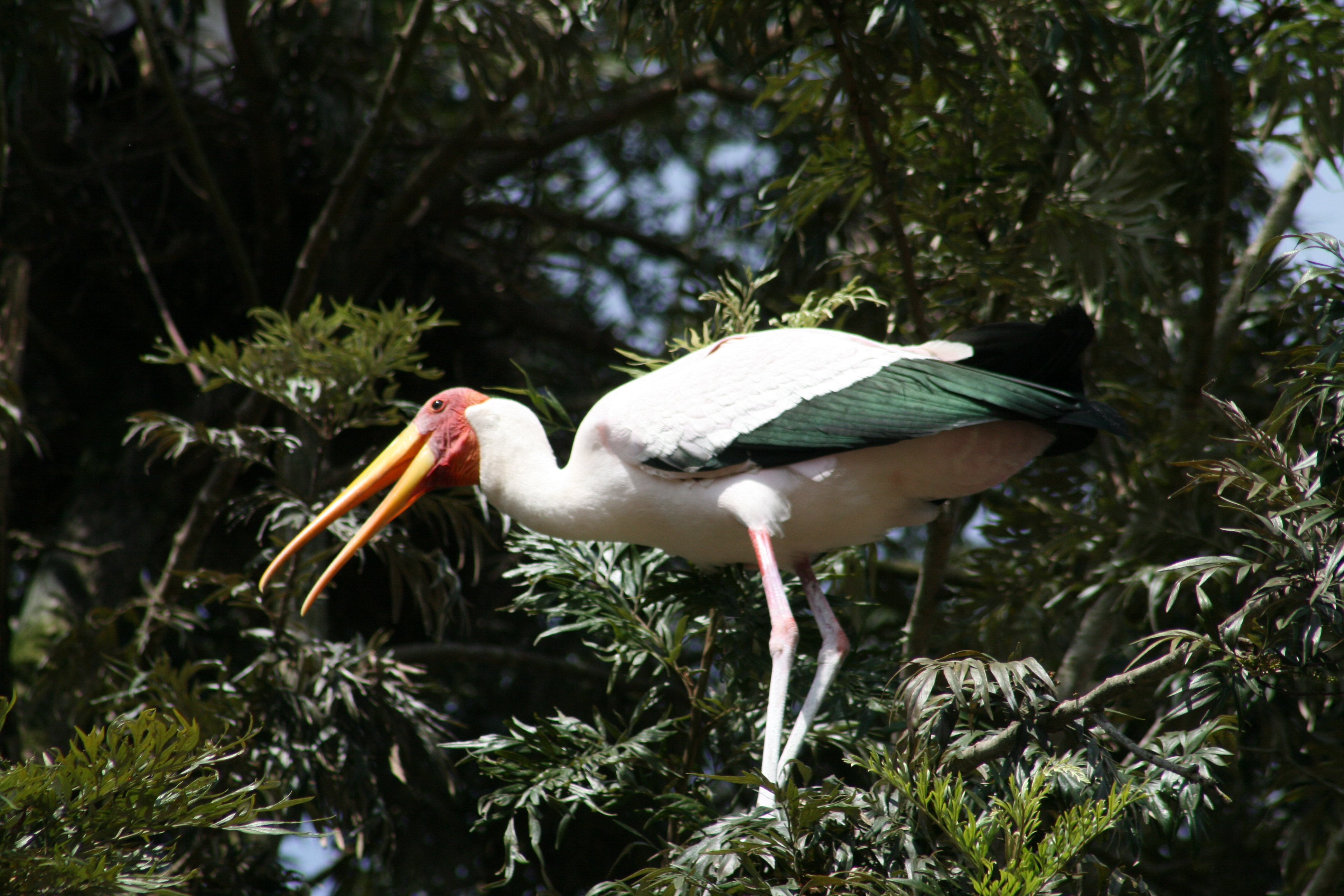 Yellow-billed storks near Akagera National Park | Terra Incognita Ecotours