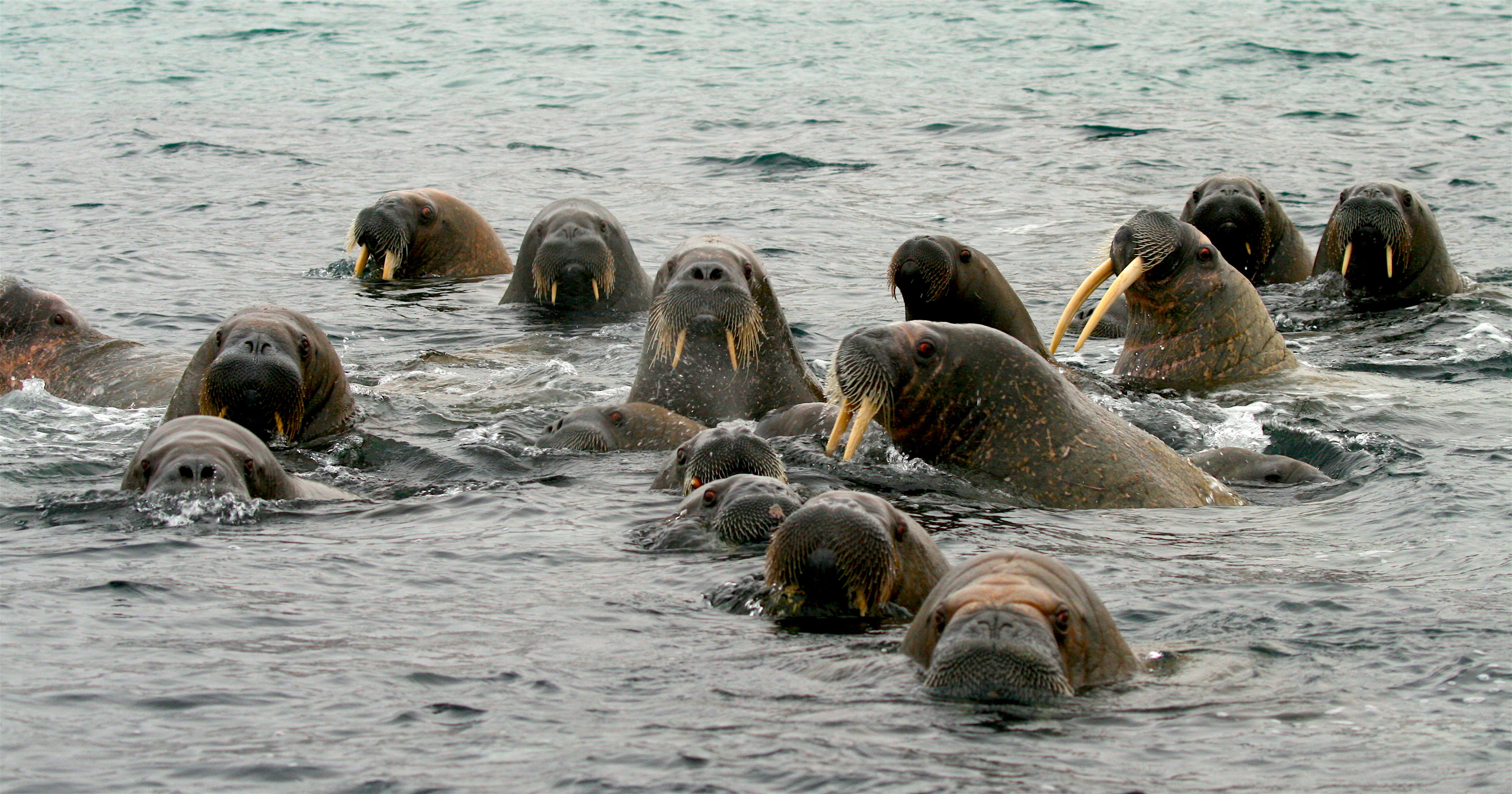 Walrus in Svalbard | Terra Incognita Ecotours