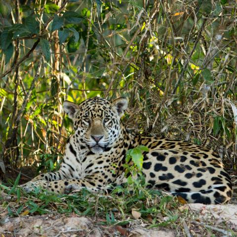 Jaguar on riverbank, Cuiaba River