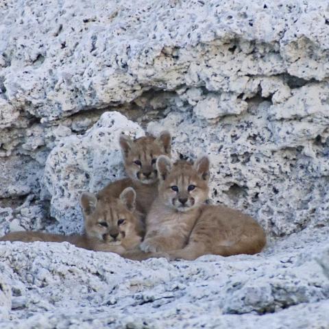 Puma kittens, Torres del Paine