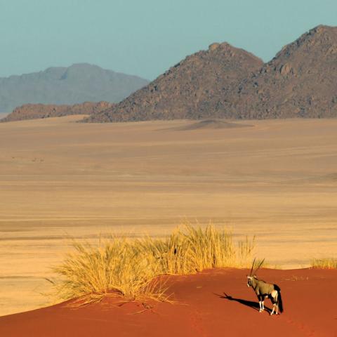 Namib desert