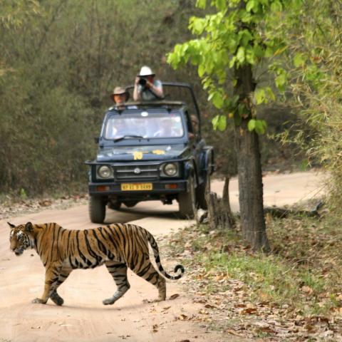 Tiger crosses road