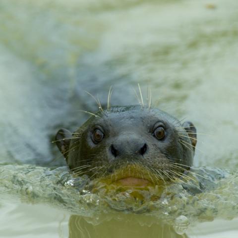 Giant otter, Cuiaba River