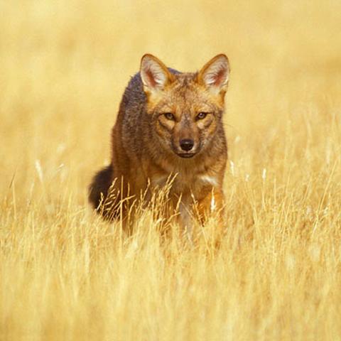 Culpeo Fox, Torres del Paine