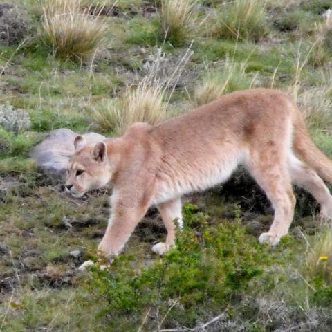 Puma, Torres del Paine