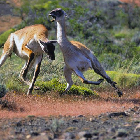 Guanaco, Torres del Paine