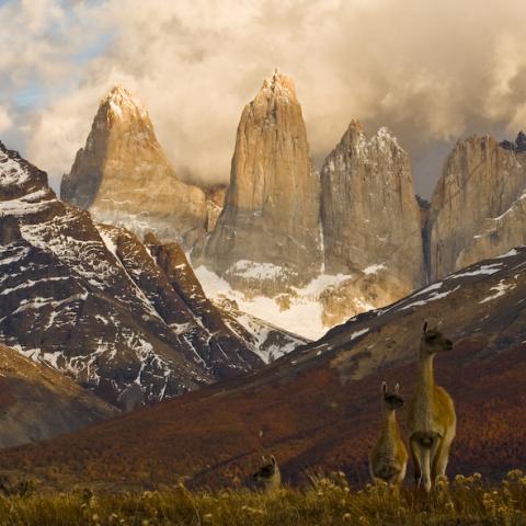 Guanaco, Torres del Paine