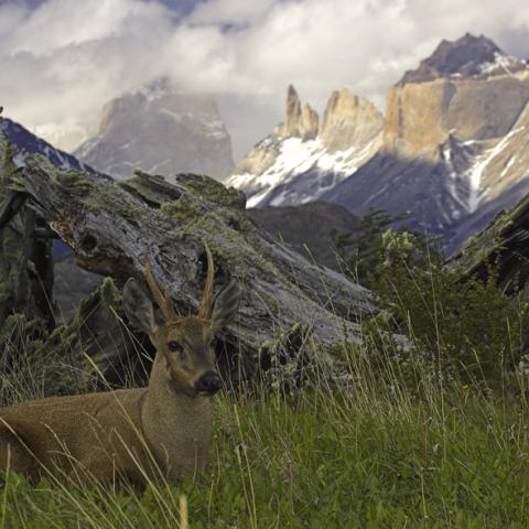 Huemul, Torres del Paine