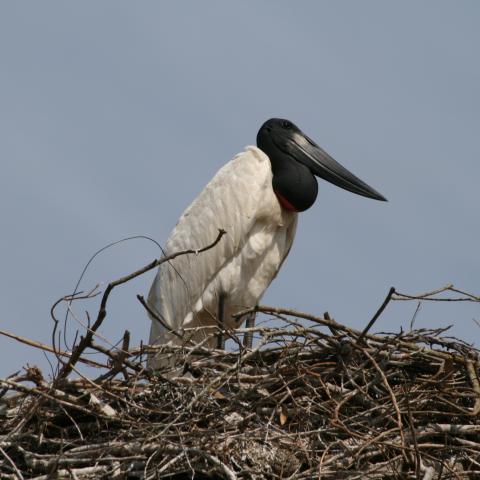 Jabiru stork, Baia das Pedras