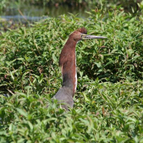 Tiger-heron at Baia das Pedras
