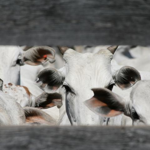 Cattle at Baia das Pedras