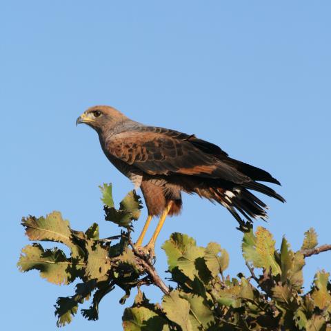 Savannah hawk, Baia das Pedras