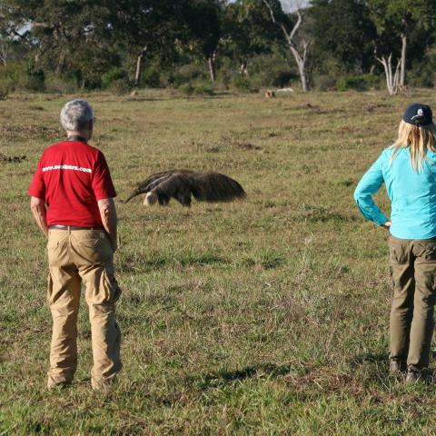 Giant anteater and guests, Baia das Pedras