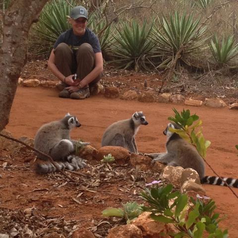 Ring-tailed lemurs at Berenty