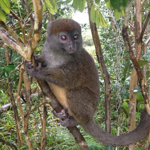 Bamboo lemur at Andasibe-Mantadia National Park