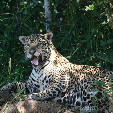 Jaguar on riverbank, Cuiaba River