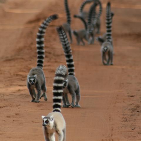 Ring-tailed lemurs at Berenty