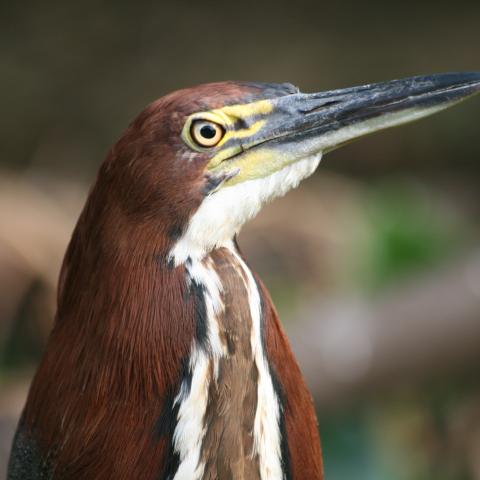 Tiger-heron on Cuiaba River