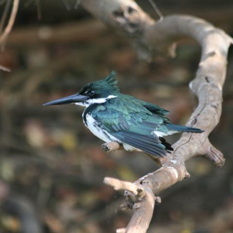 Kingfisher on Cuiaba River