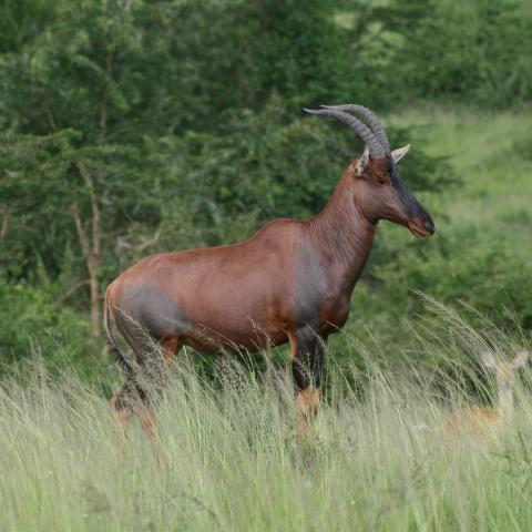 Topi in Masai Mara