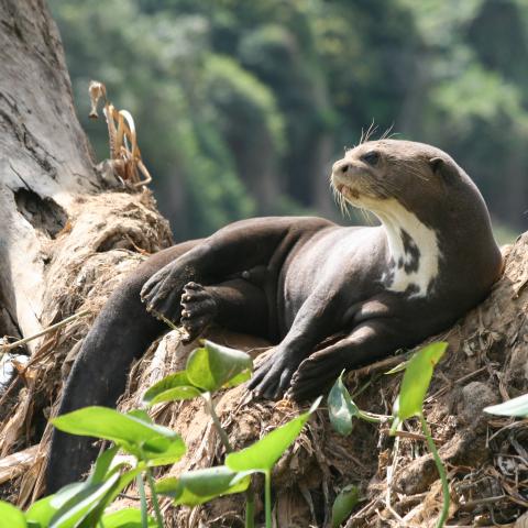 Giant otter, Cuiaba River