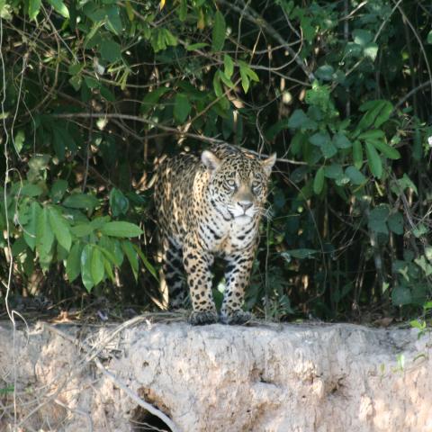 Jaguar on riverbank, Cuiaba River