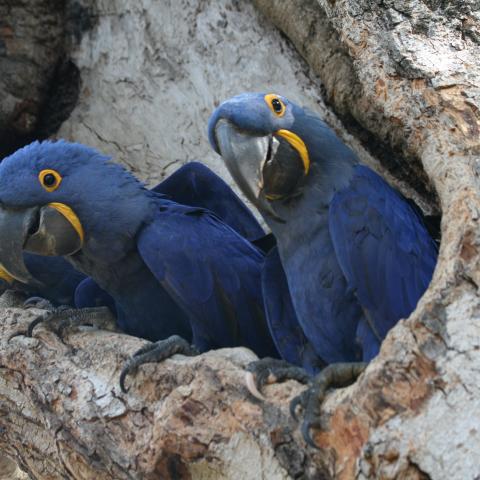 Hyacinth macaws, Cuiaba River