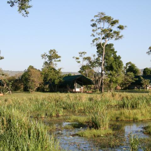 Little Governors Camp, Masai Mara