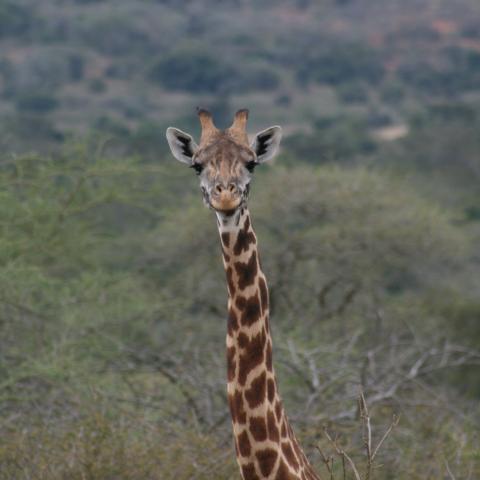 Giraffe in Akagera National Park