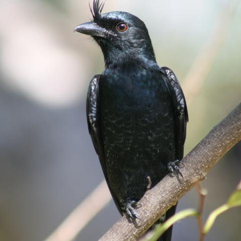 Crested drongo at Anjajavy