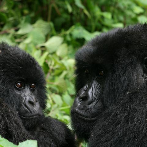 Mountain gorillas