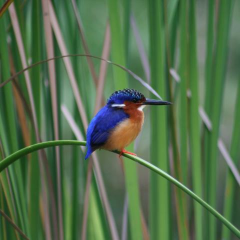 Madagascar malachite kingfisher at Anjajavy