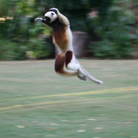 Dancing sifaka at Anjajavy