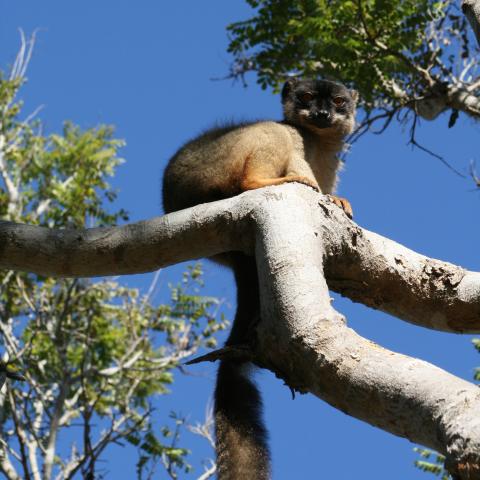 Brown lemur at Anjajavy