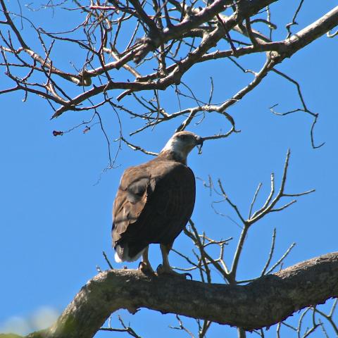 Madagascar fish eagle at Anjajajvy