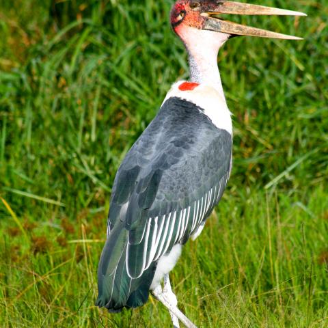 Marabou stork in Masai Mara